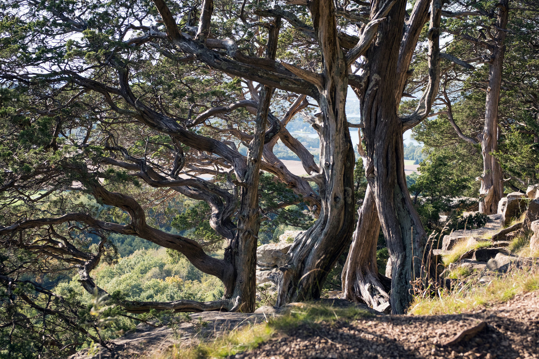 Cedars on Gibraltar Rock